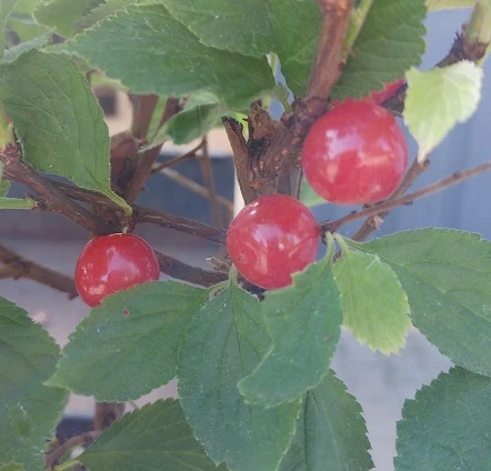 Nankingkirsche `Orient´ Prunus Tomentosa Orient â Bild 3