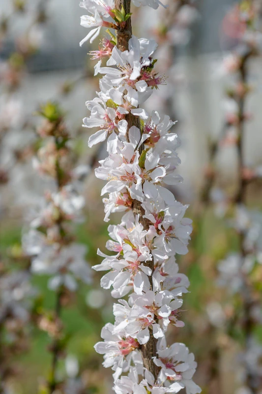 Nankingkirsche `Orient´ Prunus Tomentosa Orient
