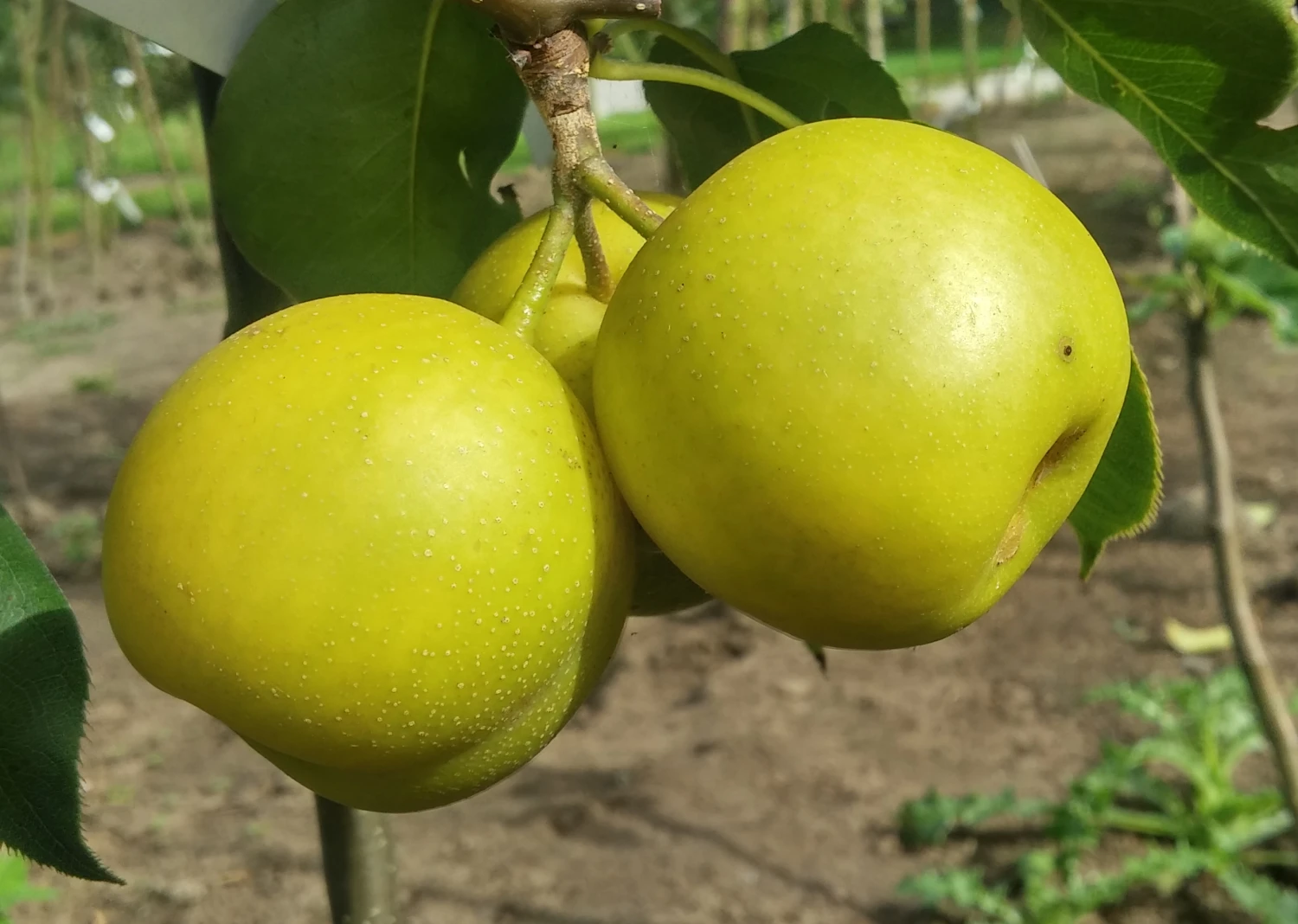 Nashi Nijiseiki Pyrus Pyrifolia `Nijiseiki´ – Bild 2