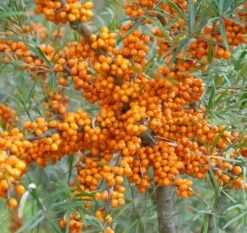 Sanddorn Orange Energy Hippophae Rhamnoides `Orange Energy´