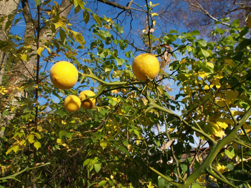 Dreiblättrige Orange Poncirus Trifoliata â Bild 5
