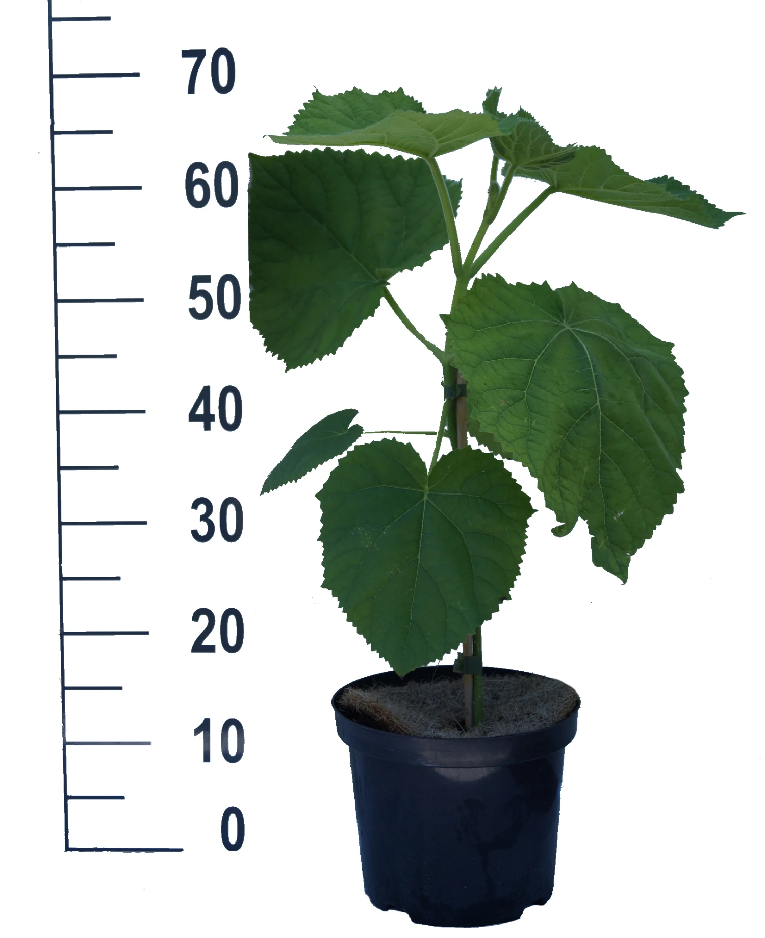 Blauglockenbaum / Kiri-Baum Paulownia Tomentosa â Bild 2