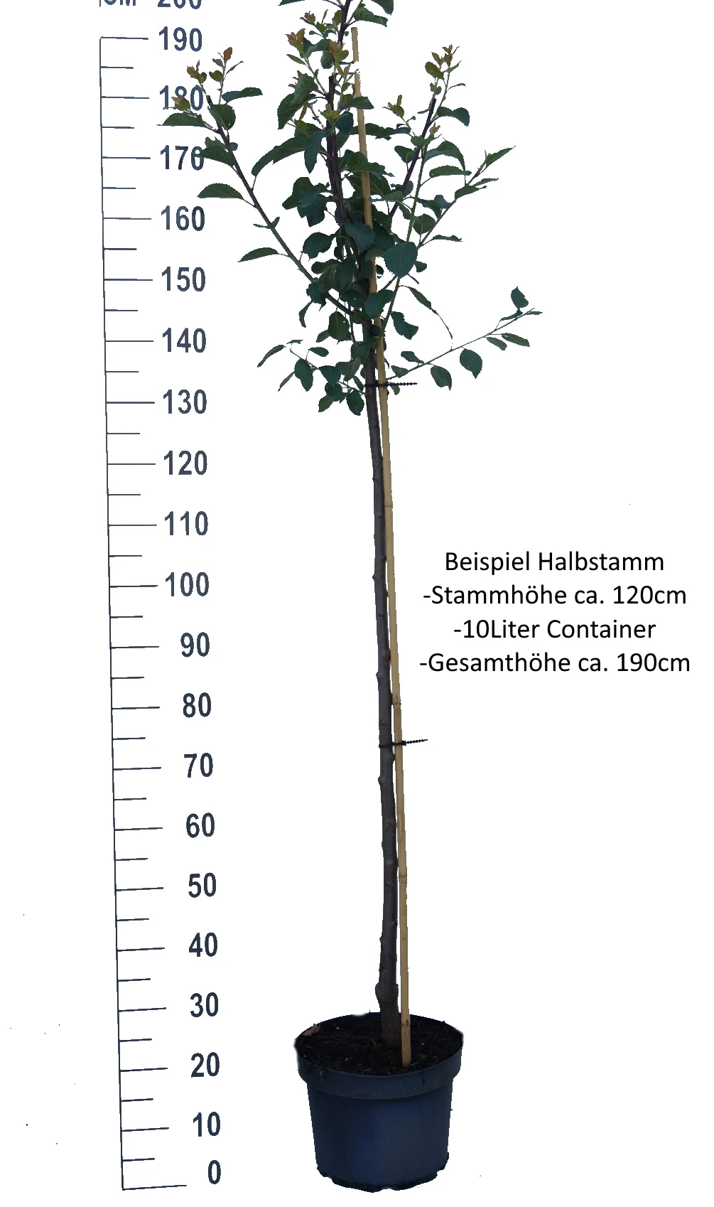 Artländer Zuckerpflaume Prunus Domestica `Artländer Zuckerpflaume´ – Bild 2