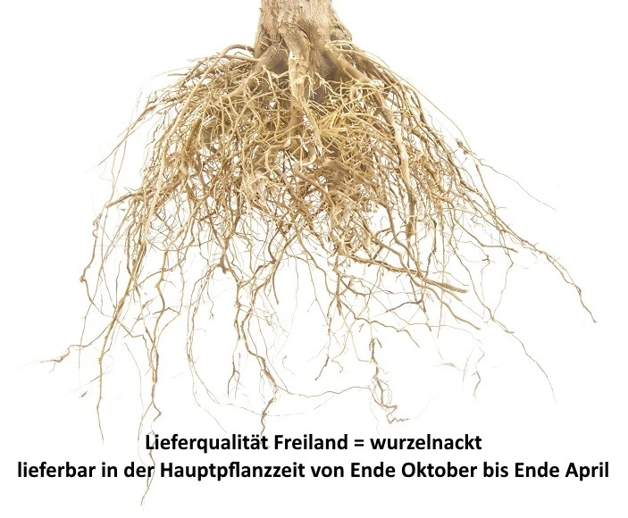 Aprimira Prunus Domestica Subsp. Syriaca `Aprimira´ – Bild 6