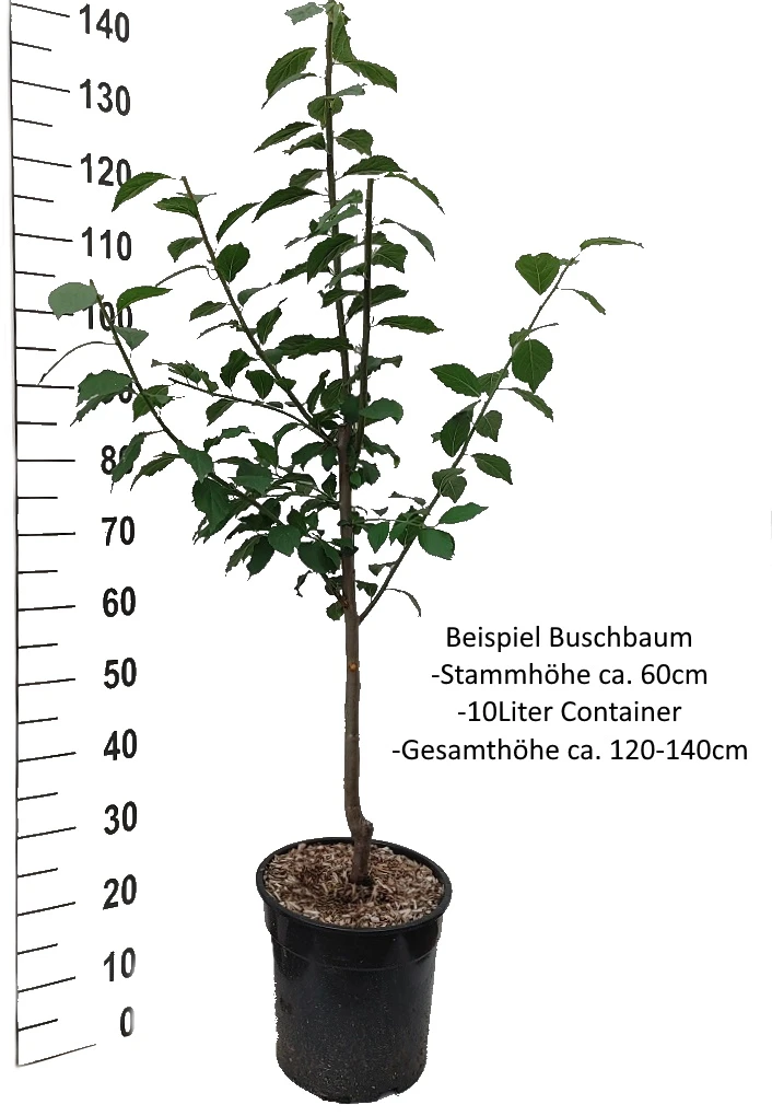Aprimira Prunus Domestica Subsp. Syriaca `Aprimira´ – Bild 5