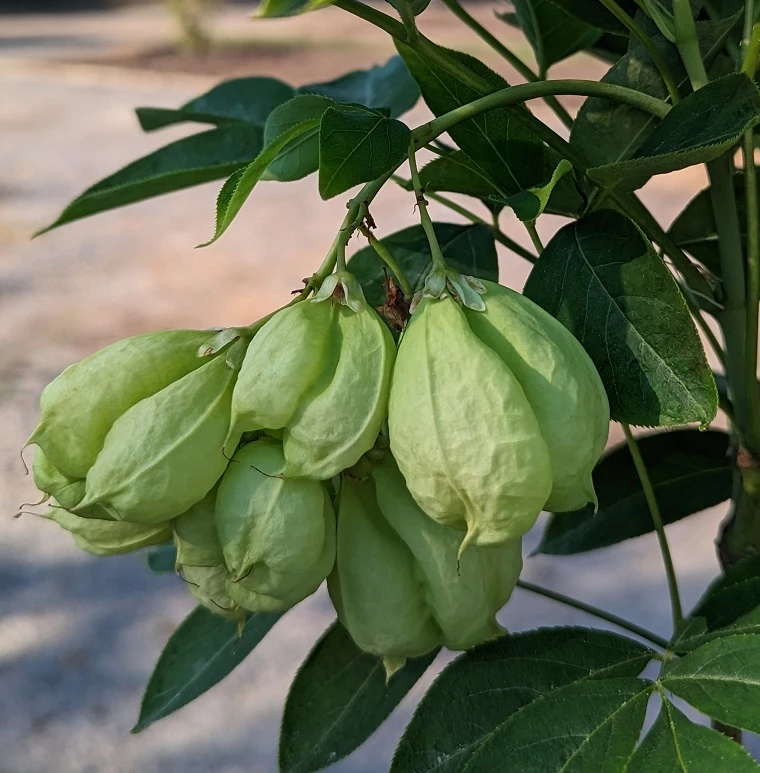 Rispen-Pimpernuss Staphylea Pinnata â Bild 4