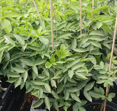 Rispen-Pimpernuss Staphylea Pinnata â Bild 2