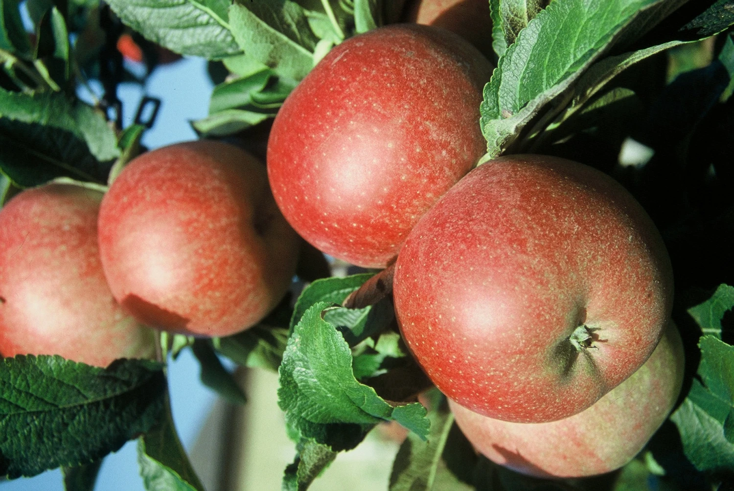 Roter Berlepsch Malus Domestica