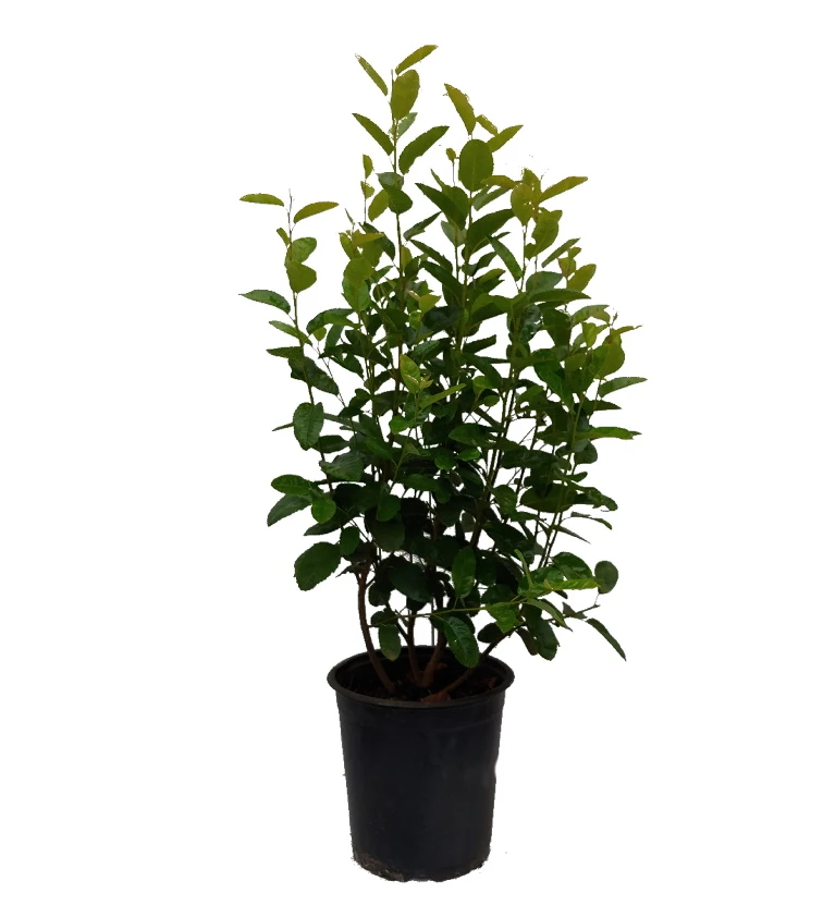 Säulen-Felsenbirne `Rainbow Pillar´® Amelanchier Canadensis `Rainbow Pillar´ – Bild 2