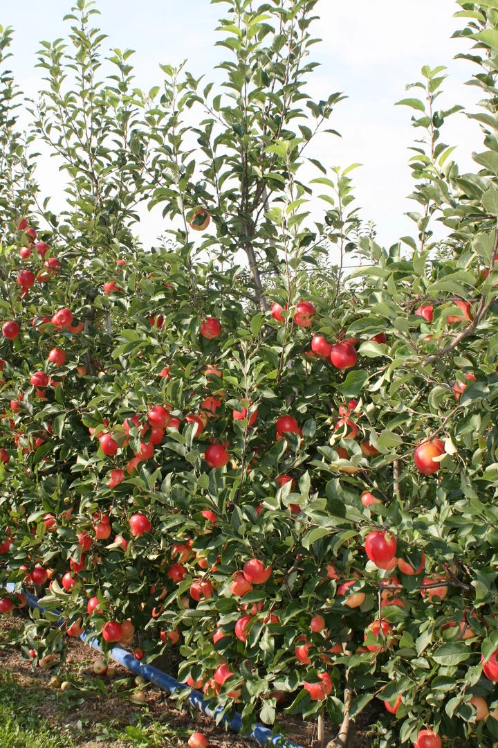 Rebella ® Malus Domestica – Bild 2