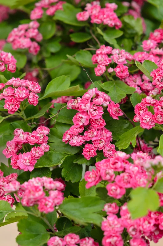 Rotdorn `Pauls Scarlet´ Crataegus Laevigata `Pauls Scarlet´ – Bild 2