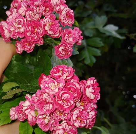 Rotdorn `Pauls Scarlet´ Crataegus Laevigata `Pauls Scarlet´ – Bild 4