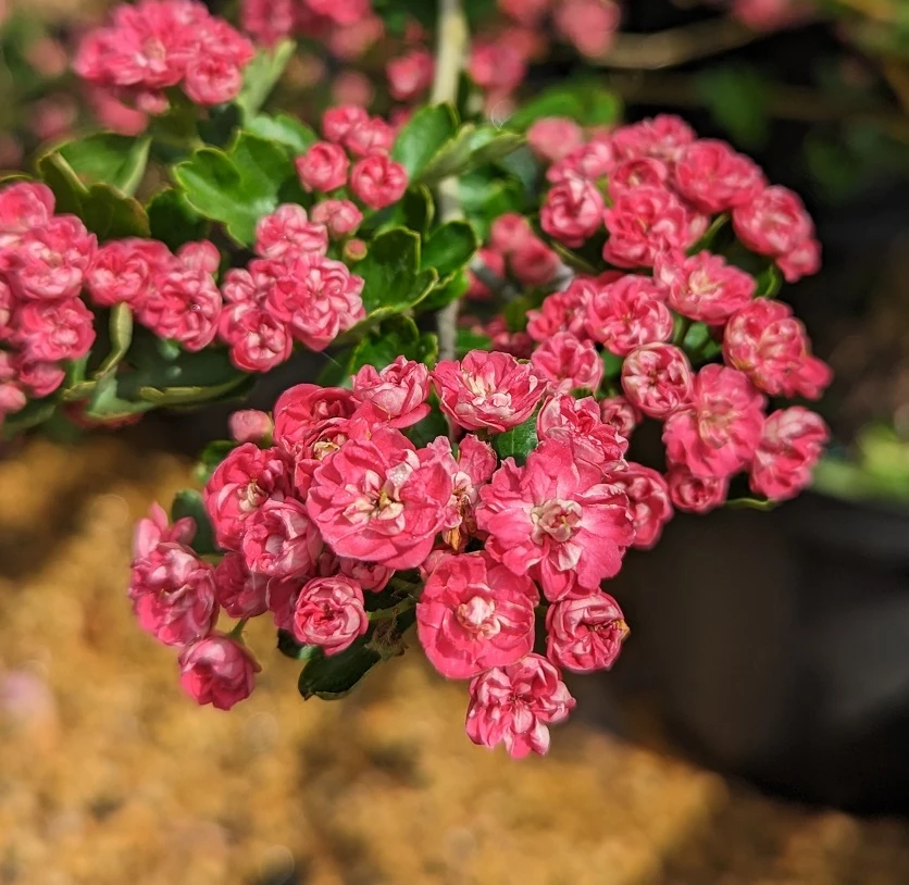 Rotdorn `Pauls Scarlet´ Crataegus Laevigata `Pauls Scarlet´