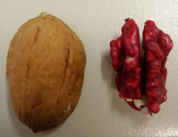 Walnuss `Rote Donaunuss´ Juglans Regia `Rote Donaunuss´ – Bild 2