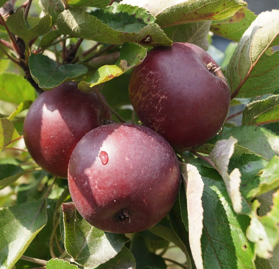 BayaÂŽ Marisa - Rotfleischig Malus Domestica â Bild 2