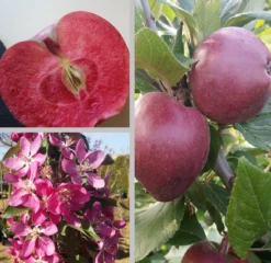 Rotfleischiger Apfel Malus Domestica