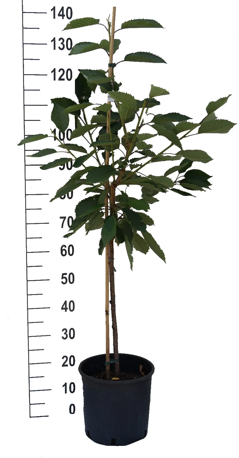 Süßkirsche `Tamara´ Prunus Avium – Bild 4