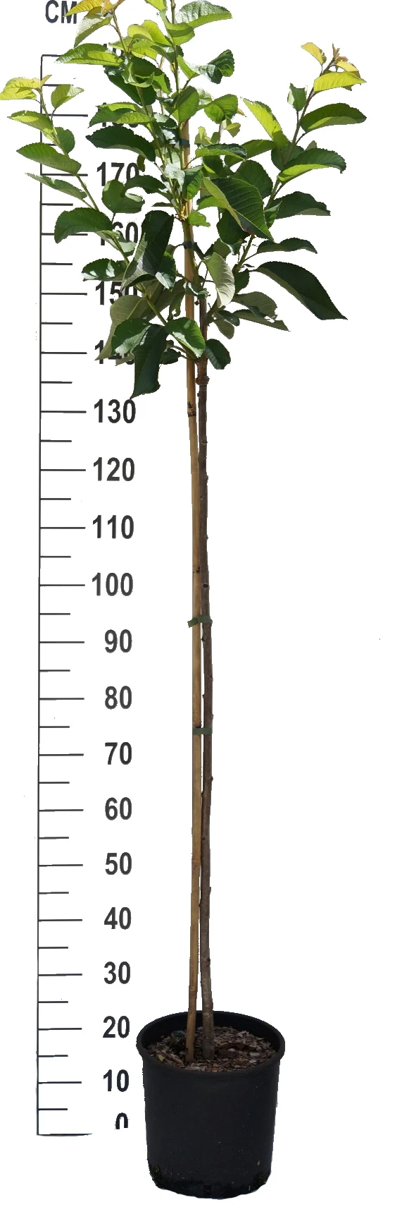 Süßkirsche `Tamara´ Prunus Avium – Bild 3