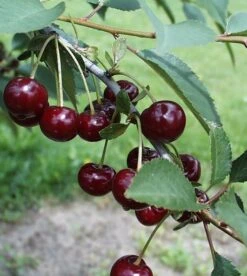 Safir Ž Prunus Cerasus `Safir´