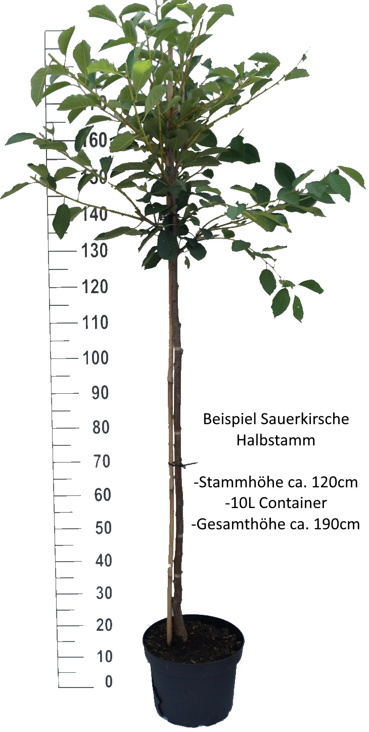 Achat Ⓢ Prunus Cerasus `Achat´ – Bild 3