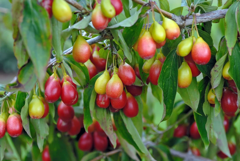 Großfrüchtige Kornelkirsche `Schönbrunner Gourmet Dirndl´ Cornus Mas `Schönbrunner Gourmetdirndl´ – Bild 2