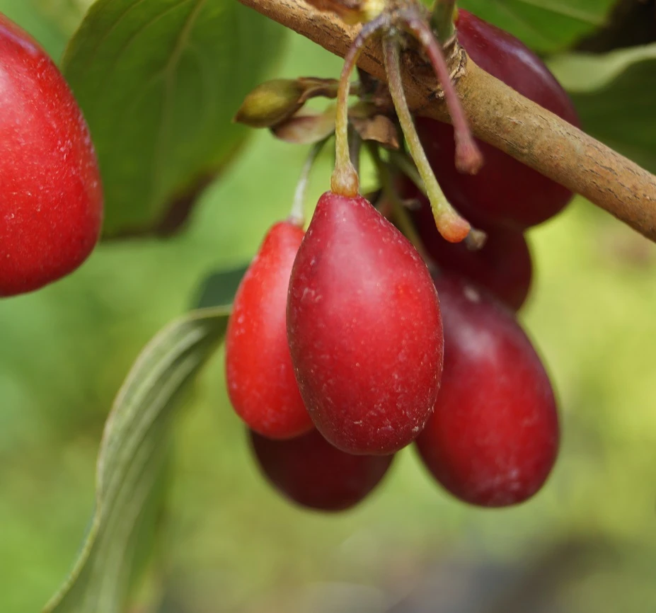 Großfrüchtige Kornelkirsche `Schönbrunner Gourmet Dirndl´ Cornus Mas `Schönbrunner Gourmetdirndl´ – Bild 5