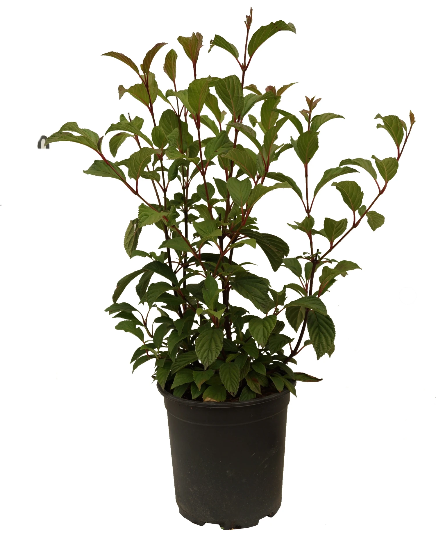 Duftender Winterschneeball `Dawn´ Viburnum Bodnantense `Dawn´ – Bild 6