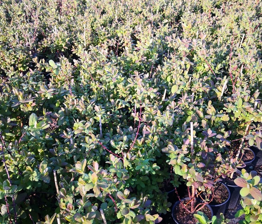 Sibirische Blaubeere / Honigbeere `Zojka Lonicera Kamtschatica `Zojka´ – Bild 2