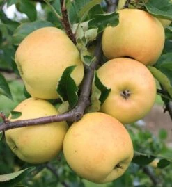 Sirius â Malus Domestica `Sirius´