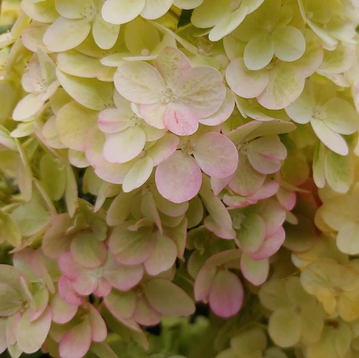Kompakte Rispenhortensie `Sundae Fraise´ Hydrangea Paniculata `Sundae Fraise´ – Bild 2