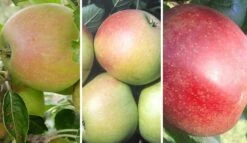 Drei-Sorten-Apfelbaum (Finkenwerder Prinz, James Grieve, Roter Boskoop) Malus Domestica