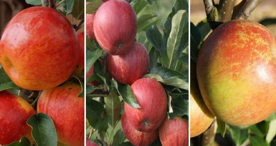 Drei-Sorten Apfelbaum (Gala, Elstar, Jonagold, Cox Orange) Malus Domestica