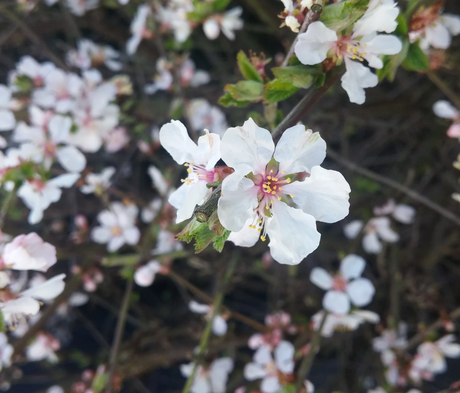 Nankingkirsche `Orient´ Prunus Tomentosa Orient â Bild 2