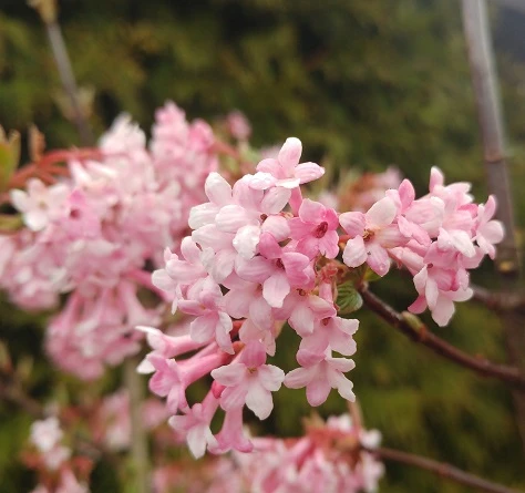 Duftender Winterschneeball `Dawn´ Viburnum Bodnantense `Dawn´ – Bild 2