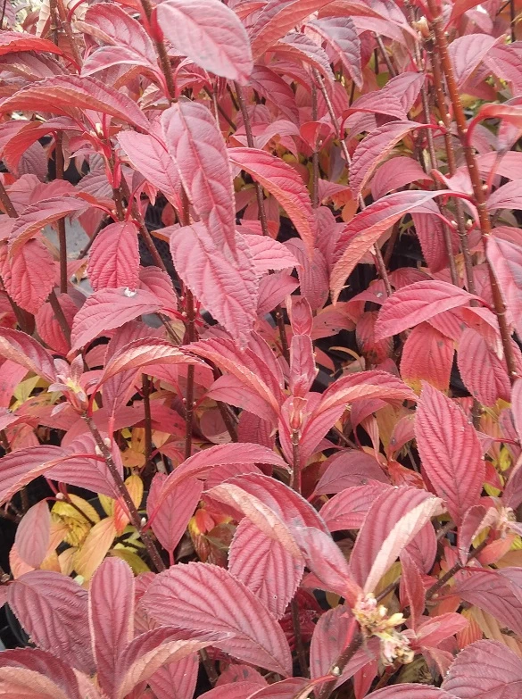 Duftender Winterschneeball `Dawn´ Viburnum Bodnantense `Dawn´ – Bild 4