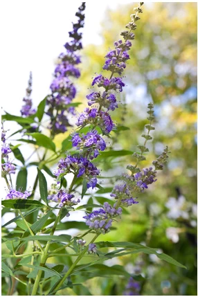 Mönchspfeffer Vitex Agnus Castus – Bild 3