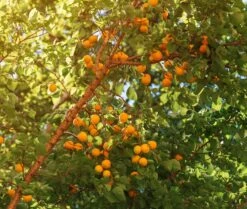 Wildaprikose Prunus Armeniaca