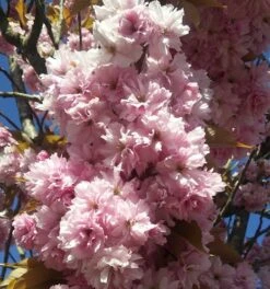 Zierkirsche `Kanzan´ Prunus Serrulata `Kanzan´