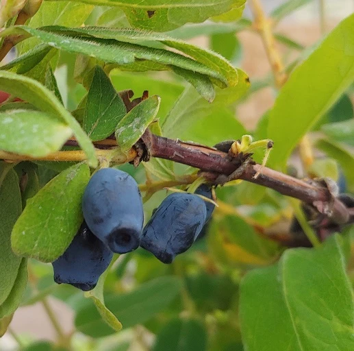 Sibirische Blaubeere / Honigbeere `Zojka Lonicera Kamtschatica `Zojka´