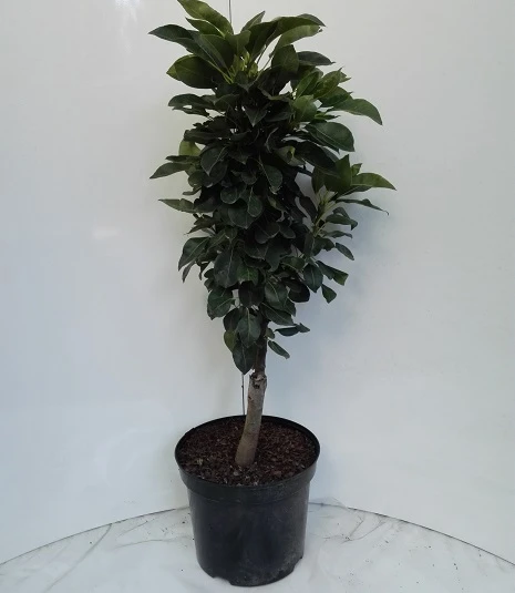 Zwergbirne Helenchen Pyrus Communis `Helenchen´ – Bild 2