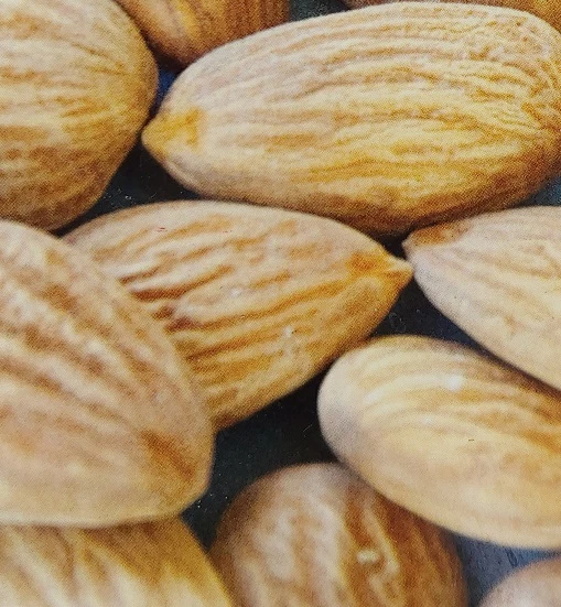 Zwerg-Fruchtmandel `Garden Prince´ Prunus `Zwerg-Fruchtmandel´ – Bild 2