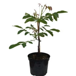 Zwerg-Walnuss Juglans Regia Var. Fertilis