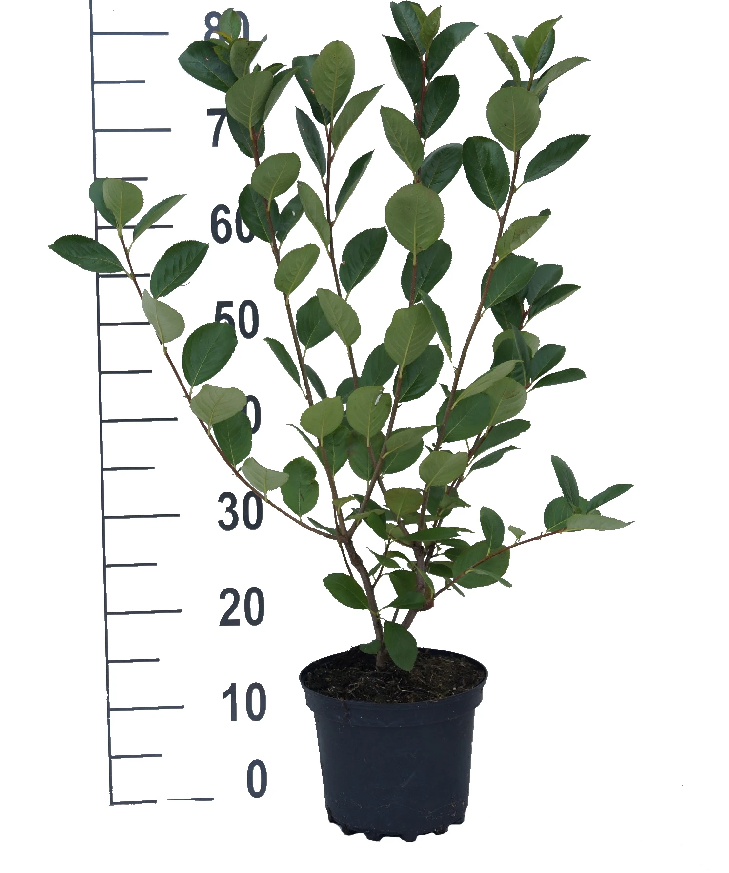 Aronia- Apfelbeere Nero Aronia Prunifolia `Nero´ â Bild 3