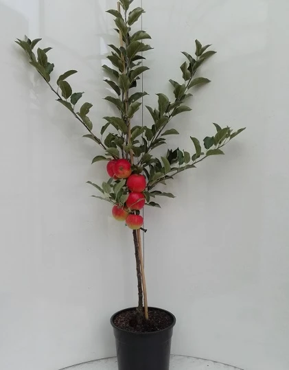 Elstar ® Malus Domestica – Bild 4