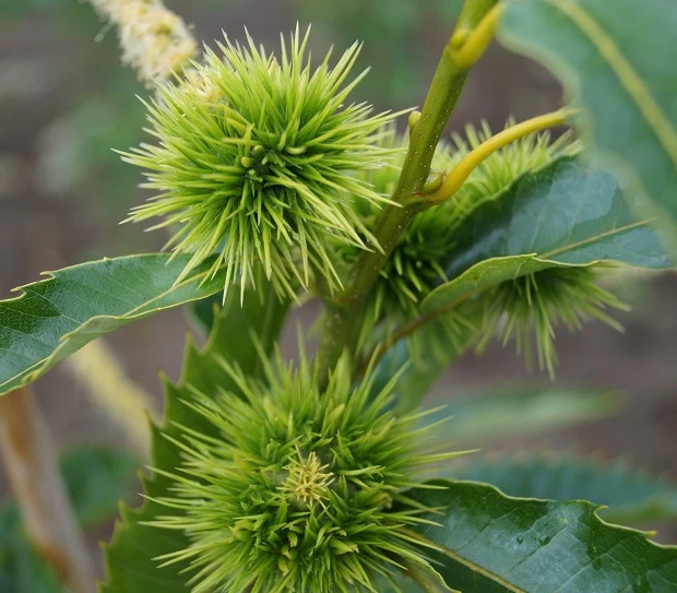 Ecker 1 - Selbstfruchtbare Esskastanie Castanea Sativa `Ecker1´ – Bild 2