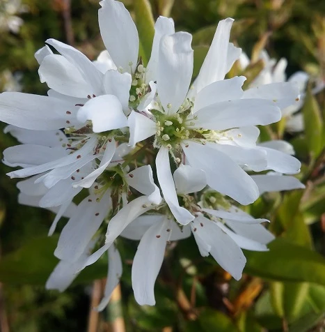 Felsenbirne Ballerina- Aufrecht Wachsend Amelanchier Laevis `Ballerina´ â Bild 2