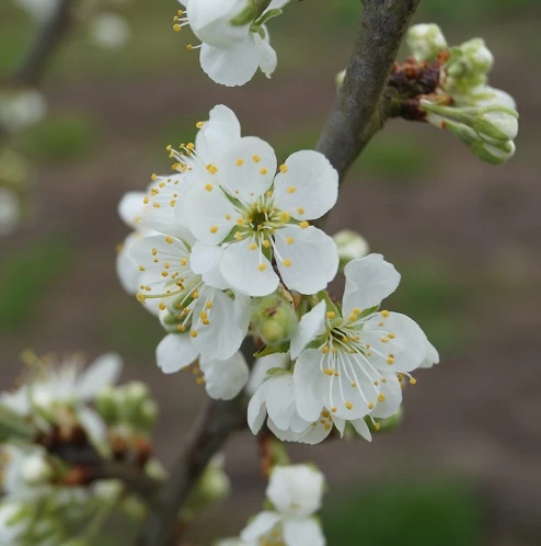Hanita ® Prunus Domestica `Hanita – Bild 3