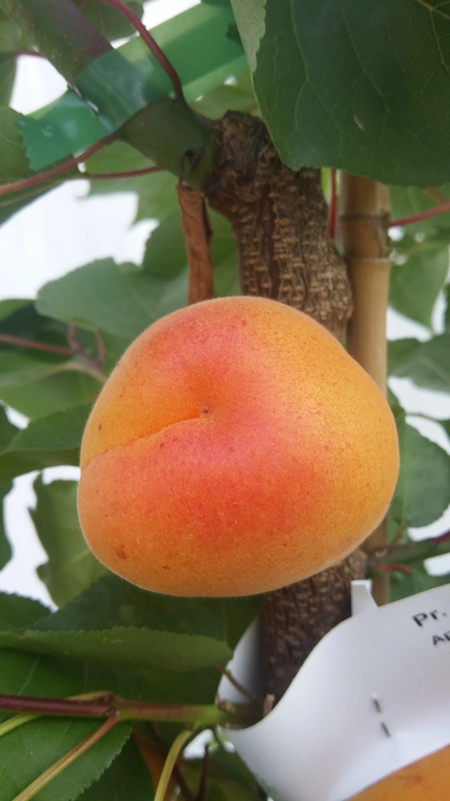 Aprikose Kioto ® Halbstamm Prunus Armeniaca `Kioto´ – Bild 2