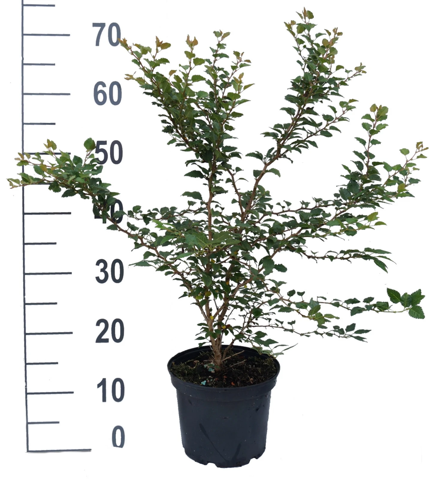 Zwerg-Zierkirsche `Kojou-no-mai´ Prunus Incisa `Kojou-no-mai´ – Bild 4