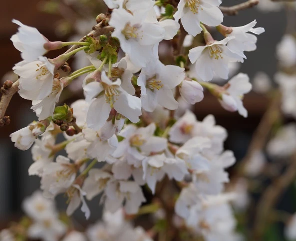 Zwerg-Zierkirsche `Kojou-no-mai´ Prunus Incisa `Kojou-no-mai´ – Bild 3